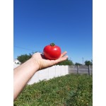 Семена томата розового Селла F1 (1000 семян), Libra Seeds (Erste Zaden), полудетерминантный Семена томата розового Селла F1 (1000 семян), Libra Seeds (Erste Zaden), полудетерминантный